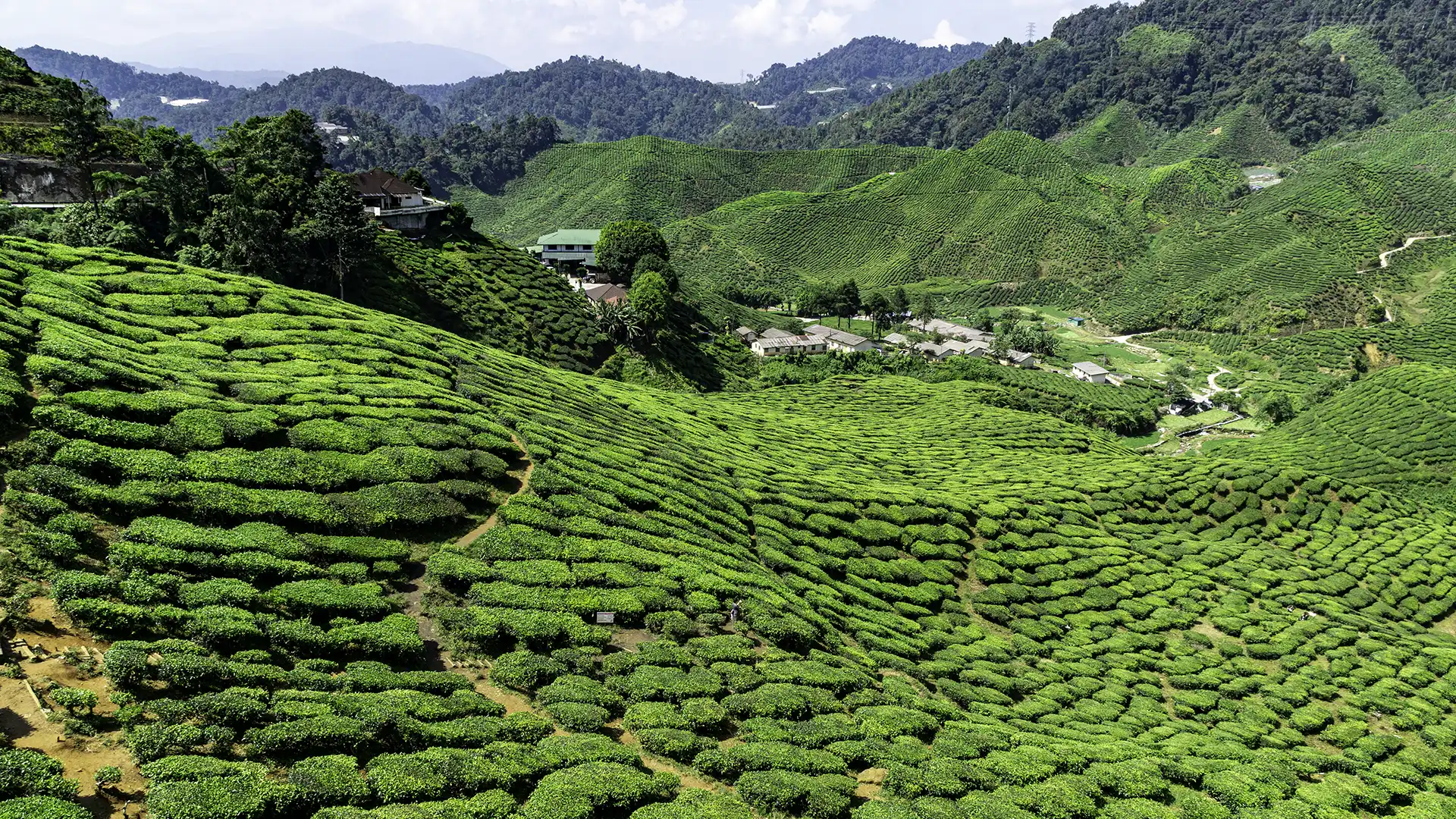 Tea plantations in Cameron Highlands, Malaysia