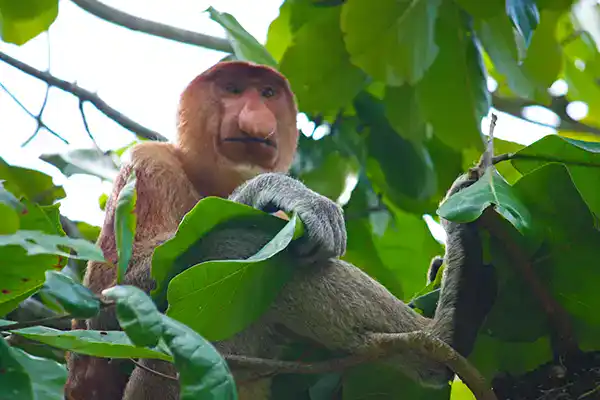 Proboscis monkey resting among the leaves in Bako National Park