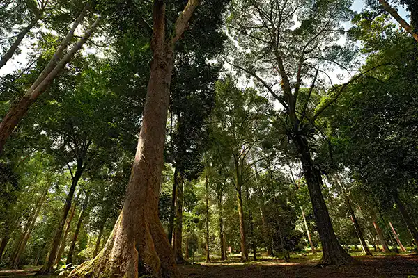 Tall trees forming a dense forest canopy at FRIM with sunlight filtering through the leaves