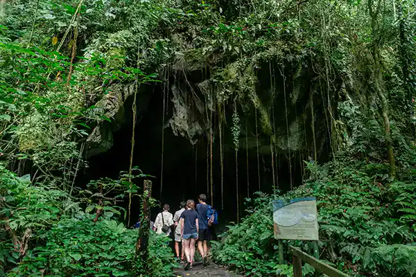 Tourists walking into a large cave entrance surrounded by dense rainforest in Mulu National Park