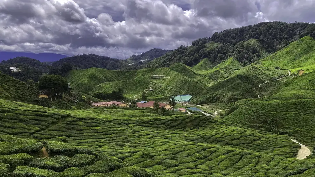 Tea plantation scenery in Cameron Highlands on the way to Taman Negara Pahang
