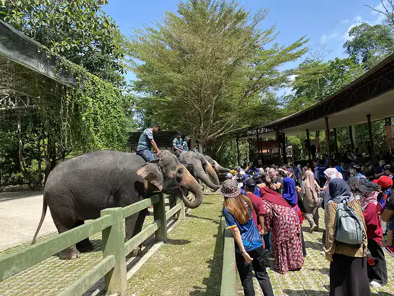 Tourists visiting the Kuala Gandah Elephant Sanctuary, one of the popular day trips from Kuala Lumpur