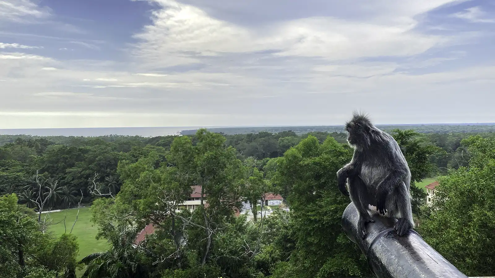 Silver leaf monkey overlooking mangrove forest at Bukit Melawati, Kuala Selangor