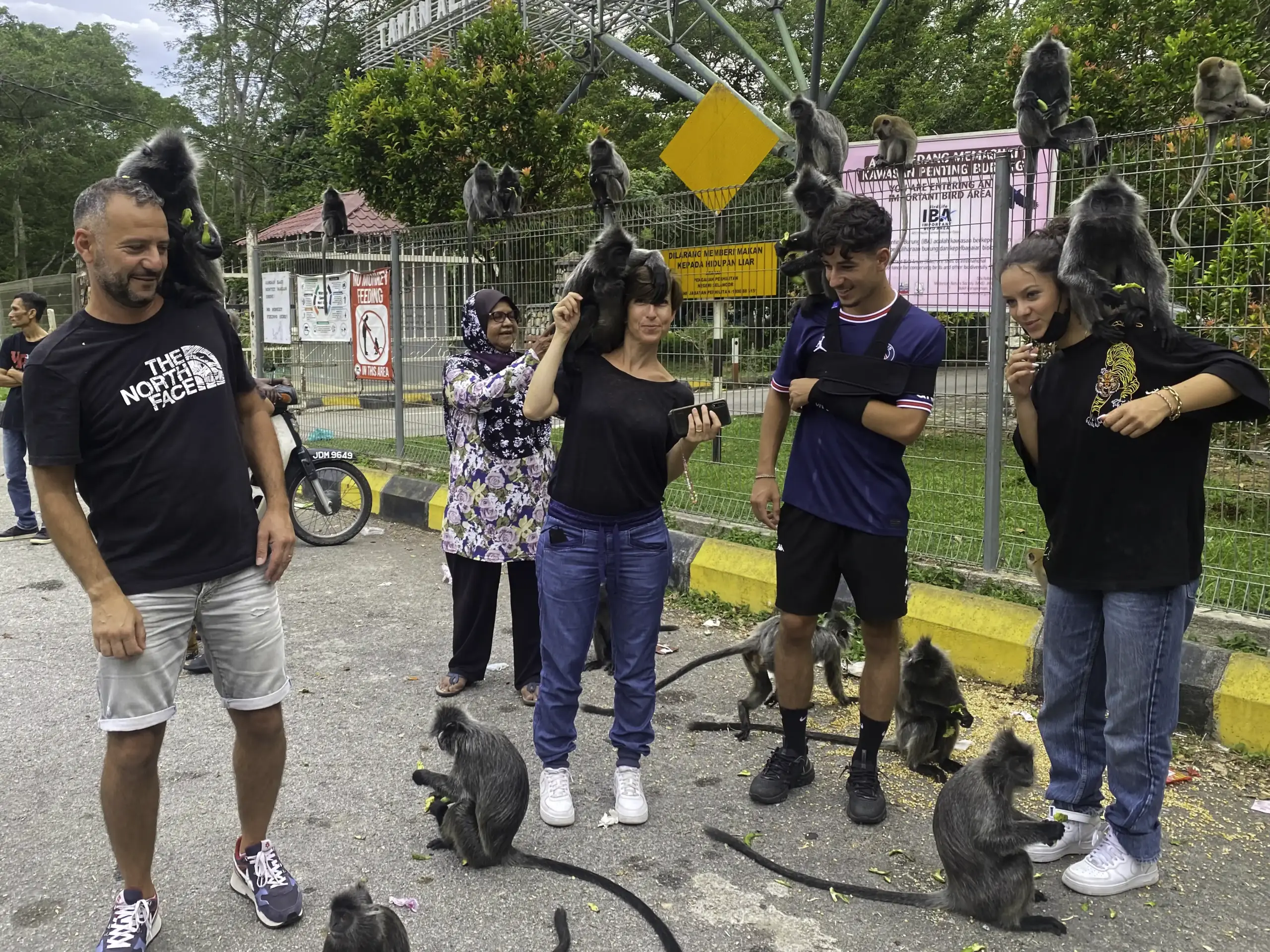 Tourists interacting with silver leaf monkeys at nature park in Kuala Selangor