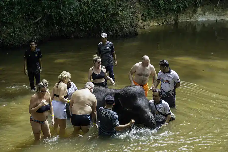 Tourists bathing with a baby elephant in the river at Kuala Gandah Elephant Sanctuary, a popular day trip combined with Batu Caves from Kuala Lumpur