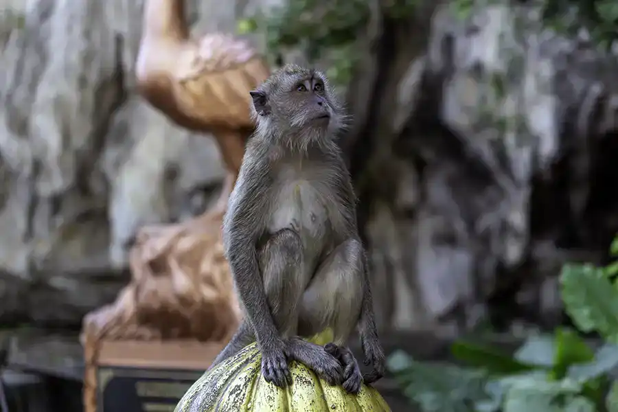 A long-tailed macaque monkey sitting on a decorative statue at Batu Caves, with the limestone cliff face in the background