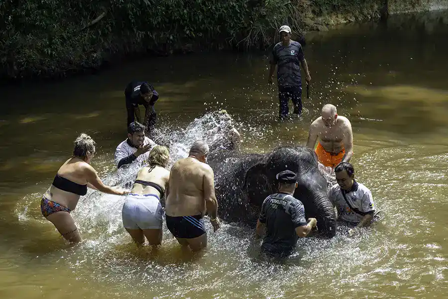 Visitors bathing an elephant in the river at Kuala Gandah Elephant Sanctuary near Kuala Lumpur