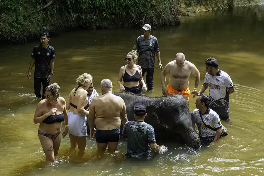 Tourists bathing a baby elephant in the river at Kuala Gandah Elephant Conservation Centre, supervised by PERHILITAN wildlife staff
