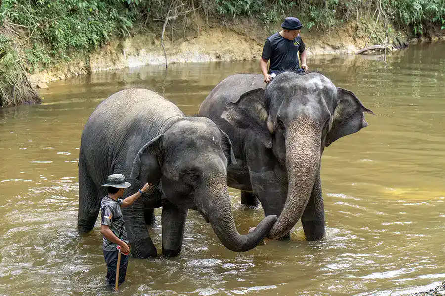 Elephants bathing in the river at Kuala Gandah Elephant Sanctuary, a popular day trip to combine with Batu Caves from Kuala Lumpur