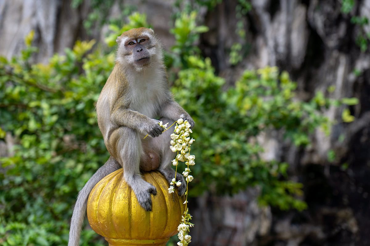 Long-tailed macaque sitting on a decorative pillar at Batu Caves Kuala Lumpur