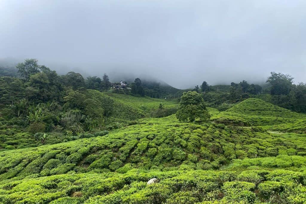 Misty tea plantation hillsides at Cameron Highlands — one of the most popular day trips from Kuala Lumpur for tourists looking for cool highland scenery