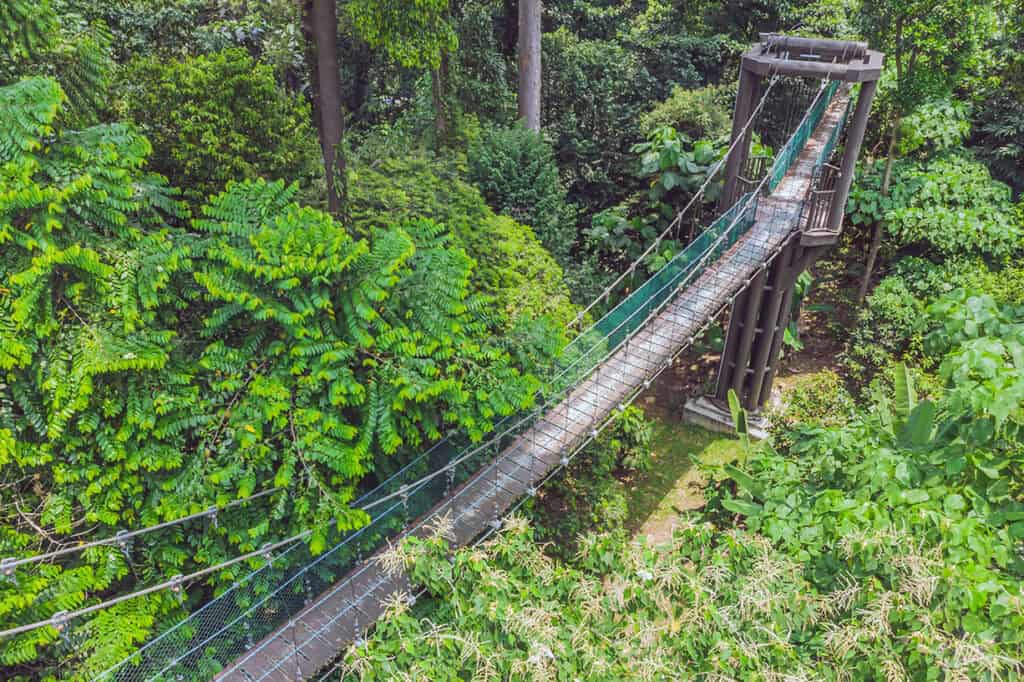 Canopy walkway suspended above native rainforest at KL Forest Eco Park — one of the most unique things to do in Kuala Lumpur