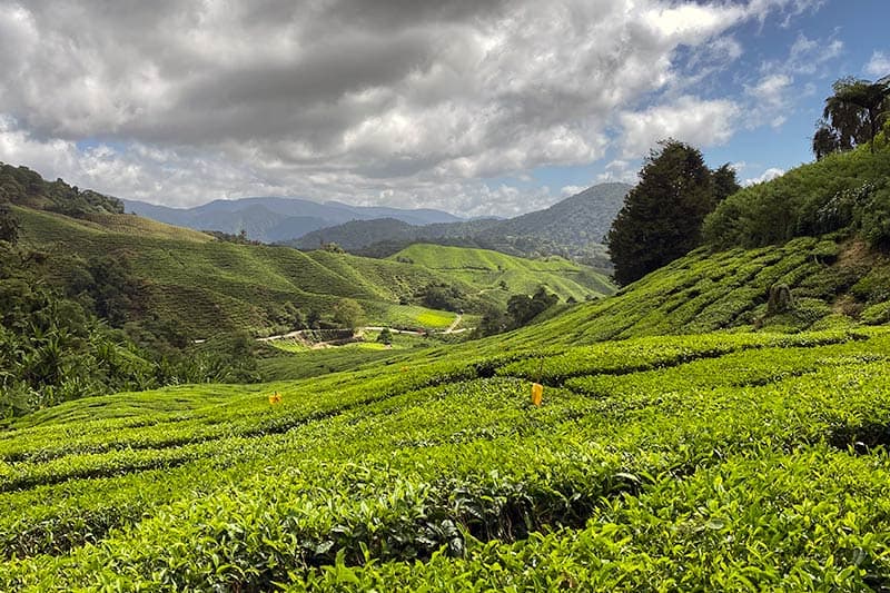 Rows of tea bushes stretching across rolling hills at a tea plantation in Cameron Highlands, Pahang