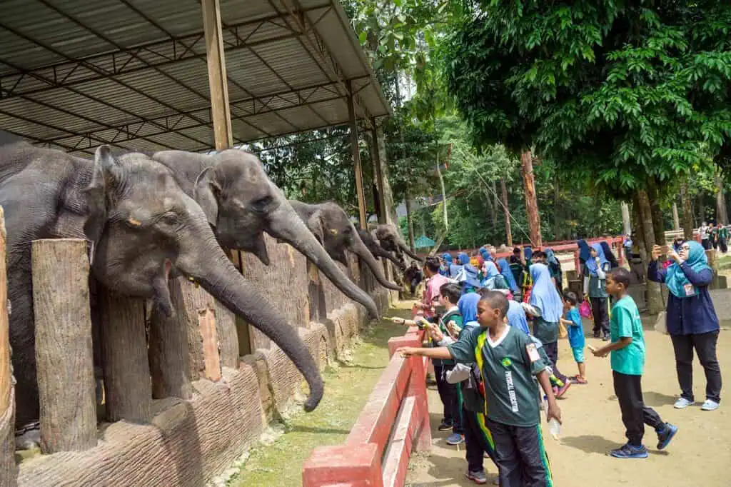 Elephant feeding at Kuala Gandah Elephant Sanctuary — one of the most popular things to do at Kuala Gandah, available daily from 10:30am to 3:30pm at the elephant paddock