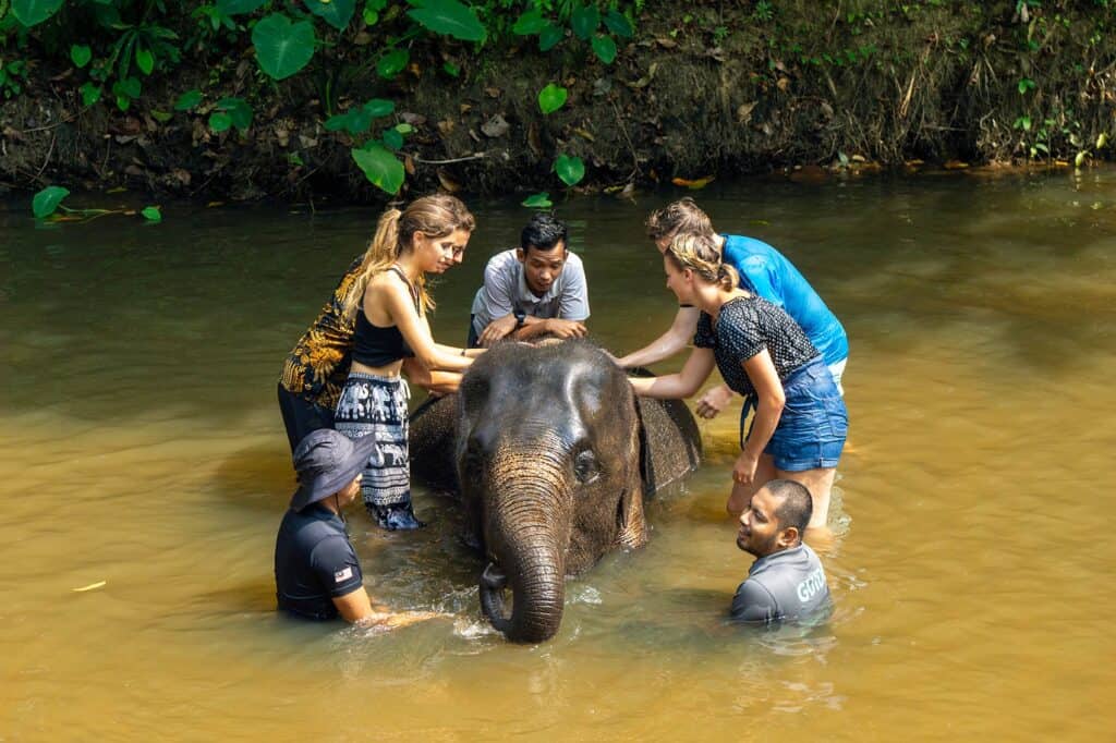 Tourists bathing a baby elephant in the river at Kuala Gandah Elephant Sanctuary, supervised by a nature guide and ranger