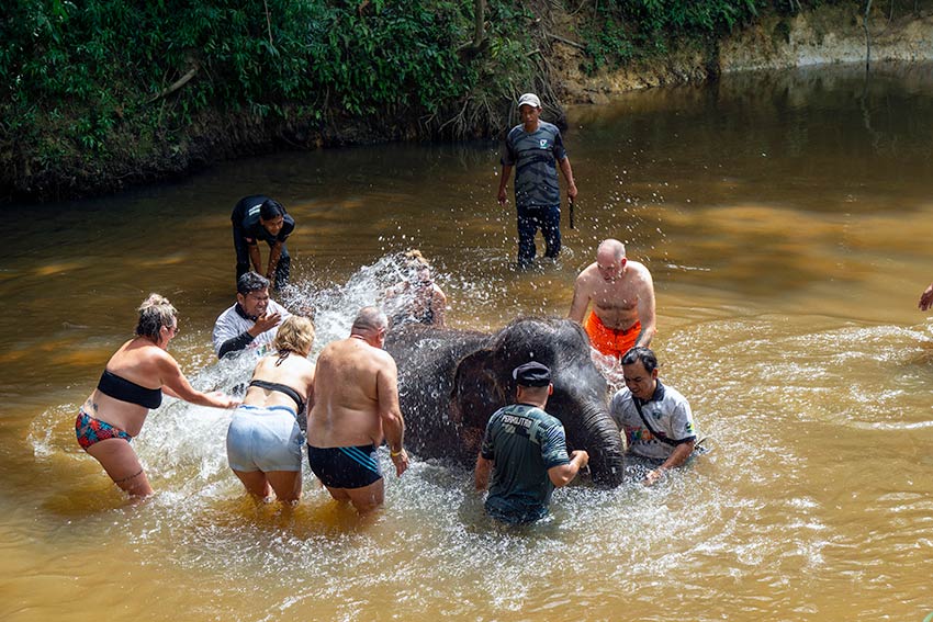 Tourists bathing with an elephant in the river at Kuala Gandah Elephant Sanctuary, Pahang — an optional stop on a private transfer from Kuala Lumpur to Cherating
