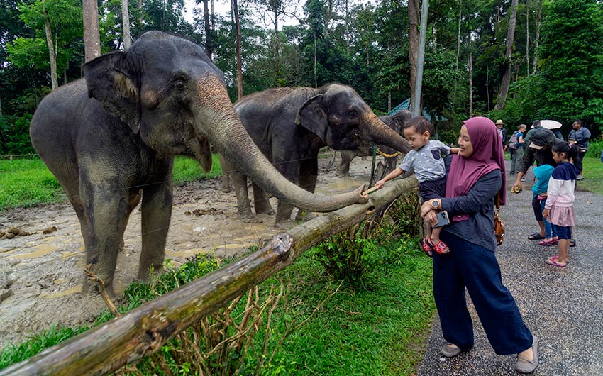 Visitors feeding elephants at Kuala Gandah Elephant Sanctuary in Pahang — a popular stopover on the private transfer route from Kuala Lumpur to Taman Negara