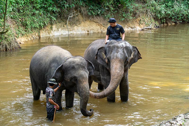 Two Malayan elephants in the river with mahouts at Kuala Gandah Elephant Sanctuary, Pahang