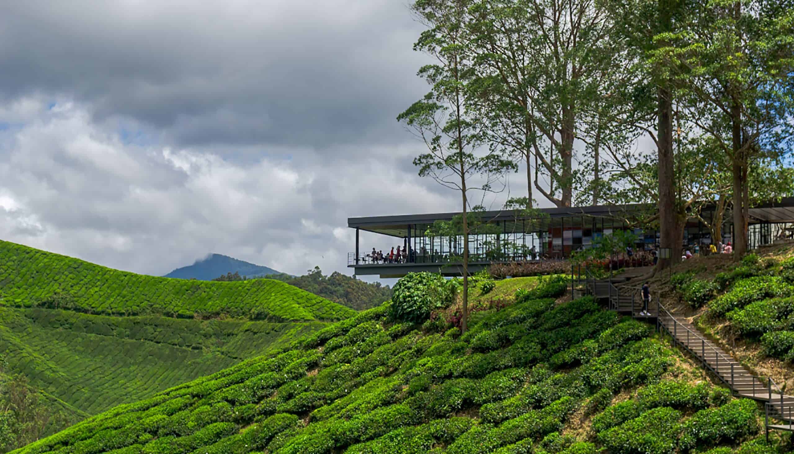 BOH Sungei Palas tea plantation in Cameron Highlands — one of the most popular destinations in Pahang among local and foreign tourists