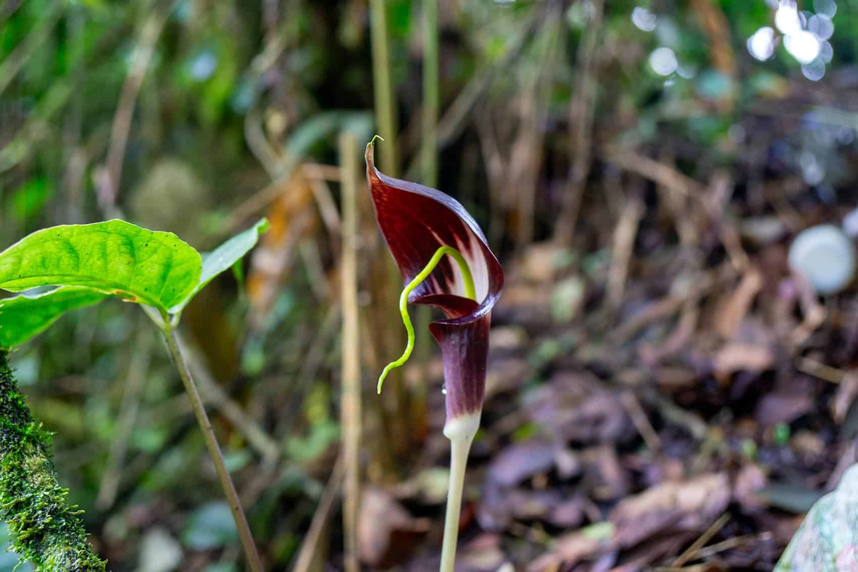 Arisaema plant with dark maroon spathe and green spadix growing on the forest floor at the Mossy Forest, Cameron Highlands