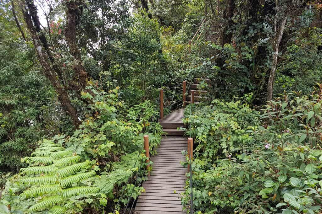 Elevated wooden boardwalk with rope railings winding through dense highland vegetation at Taman Eko Rimba Mossy Forest, Cameron Highlands