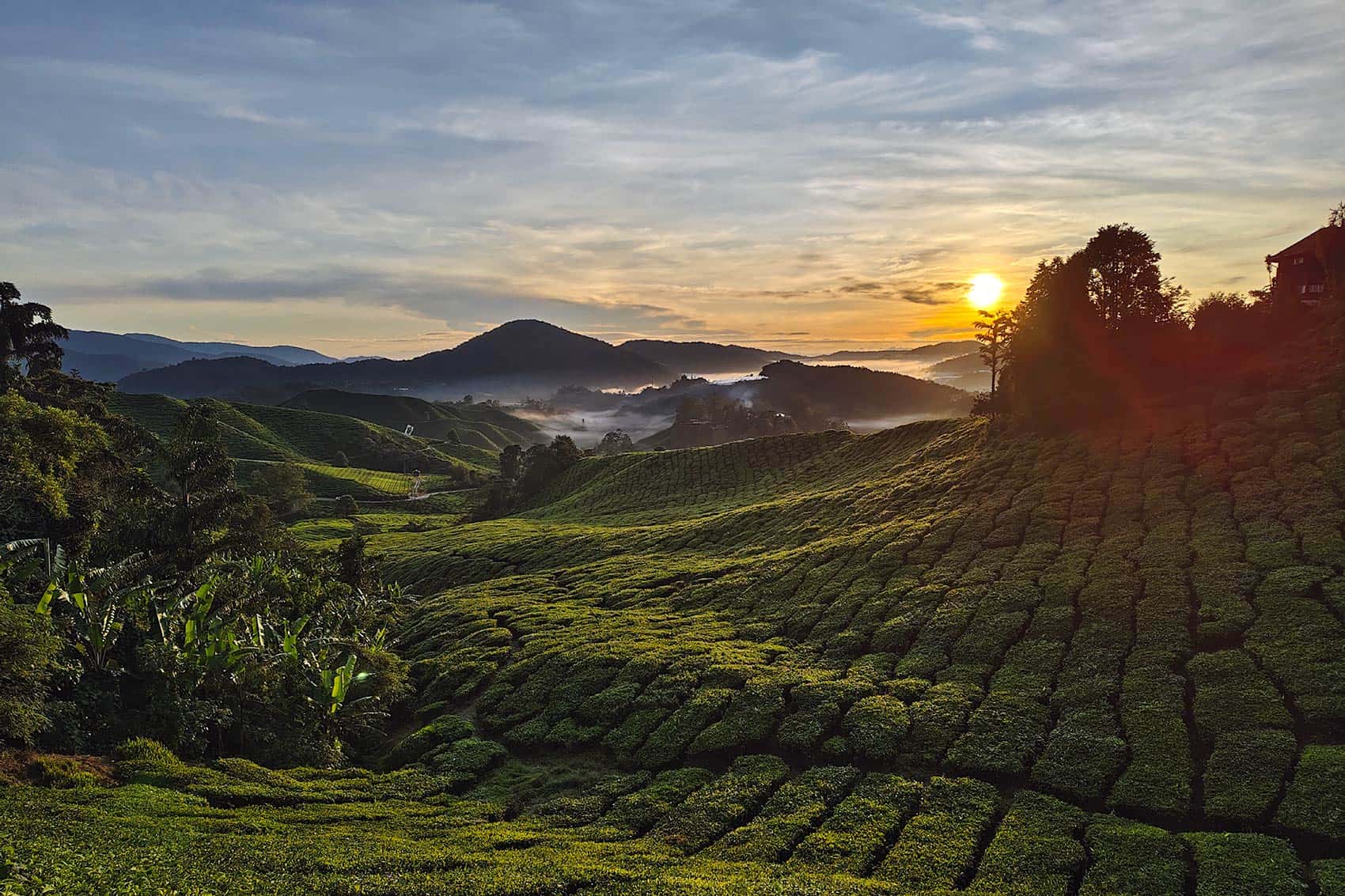 Sunrise over the BOH Sungei Palas tea plantation valley at dawn, Cameron Highlands, with morning mist filling the lower valley and rows of tea bushes in the foreground